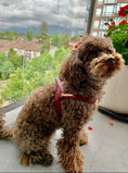 Load image into Gallery viewer, Red Wine Collar
