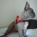 Load image into Gallery viewer, Cardinal Collar
