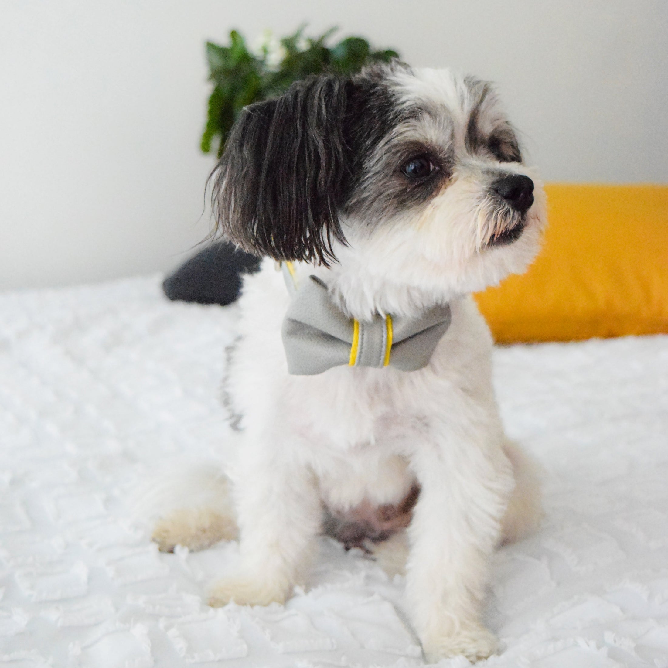 Morning Mist Leather Collar
