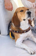 Load image into Gallery viewer, Medallion One-Click Dog Harness
