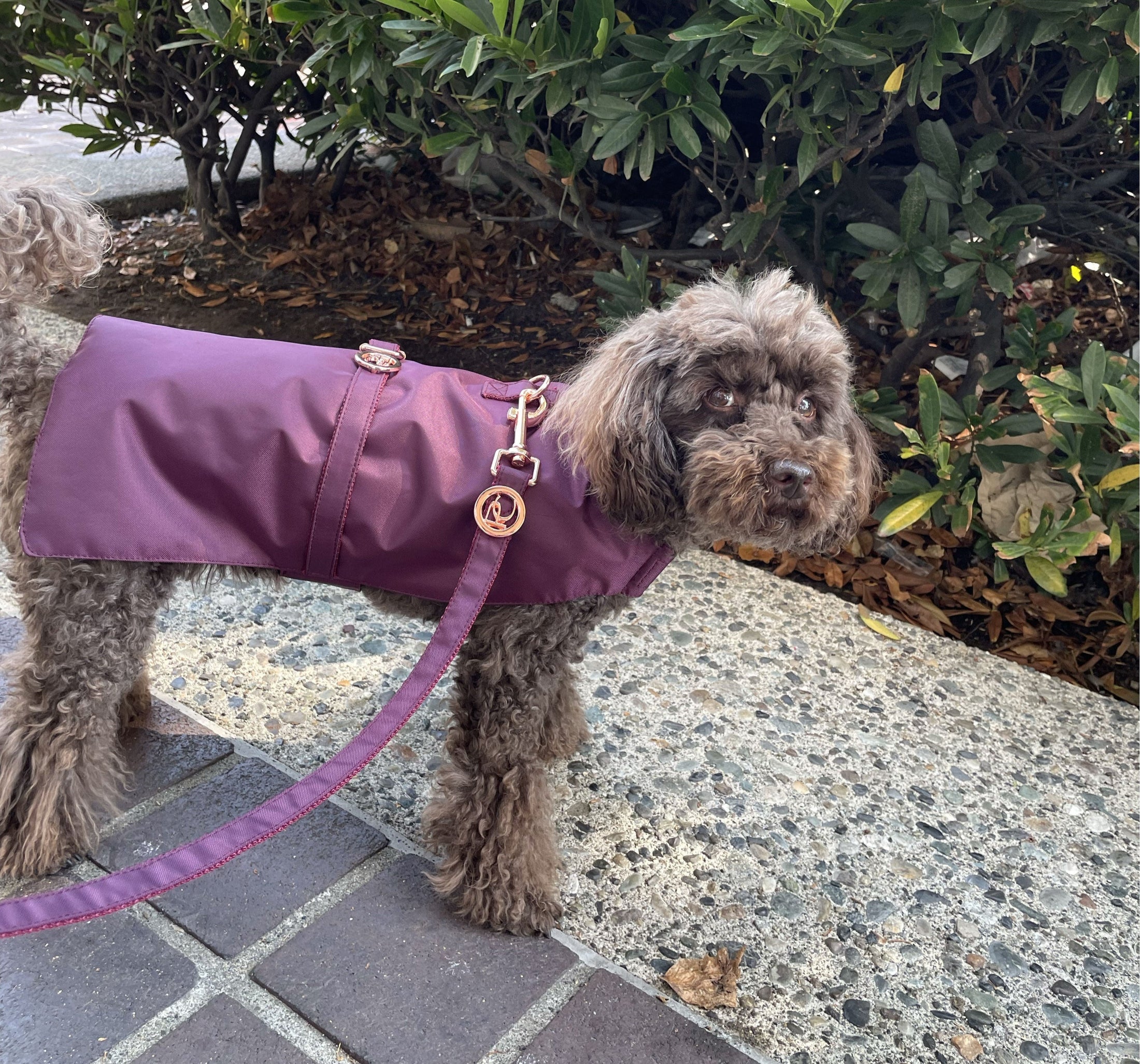 Burgundy Rain Jacket