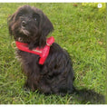 Load image into Gallery viewer, Cherry Red Leather Collar
