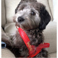Load image into Gallery viewer, Cherry Red Leather Collar

