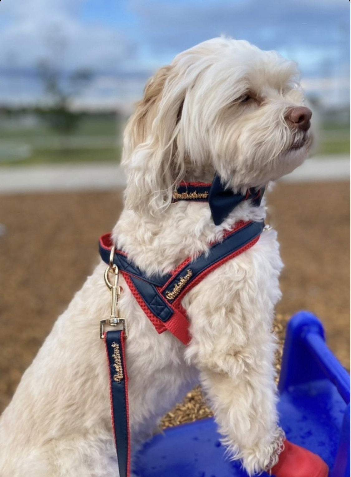 Cardinal One-Click Dog Harness