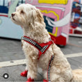 Load image into Gallery viewer, Affinity Harness
