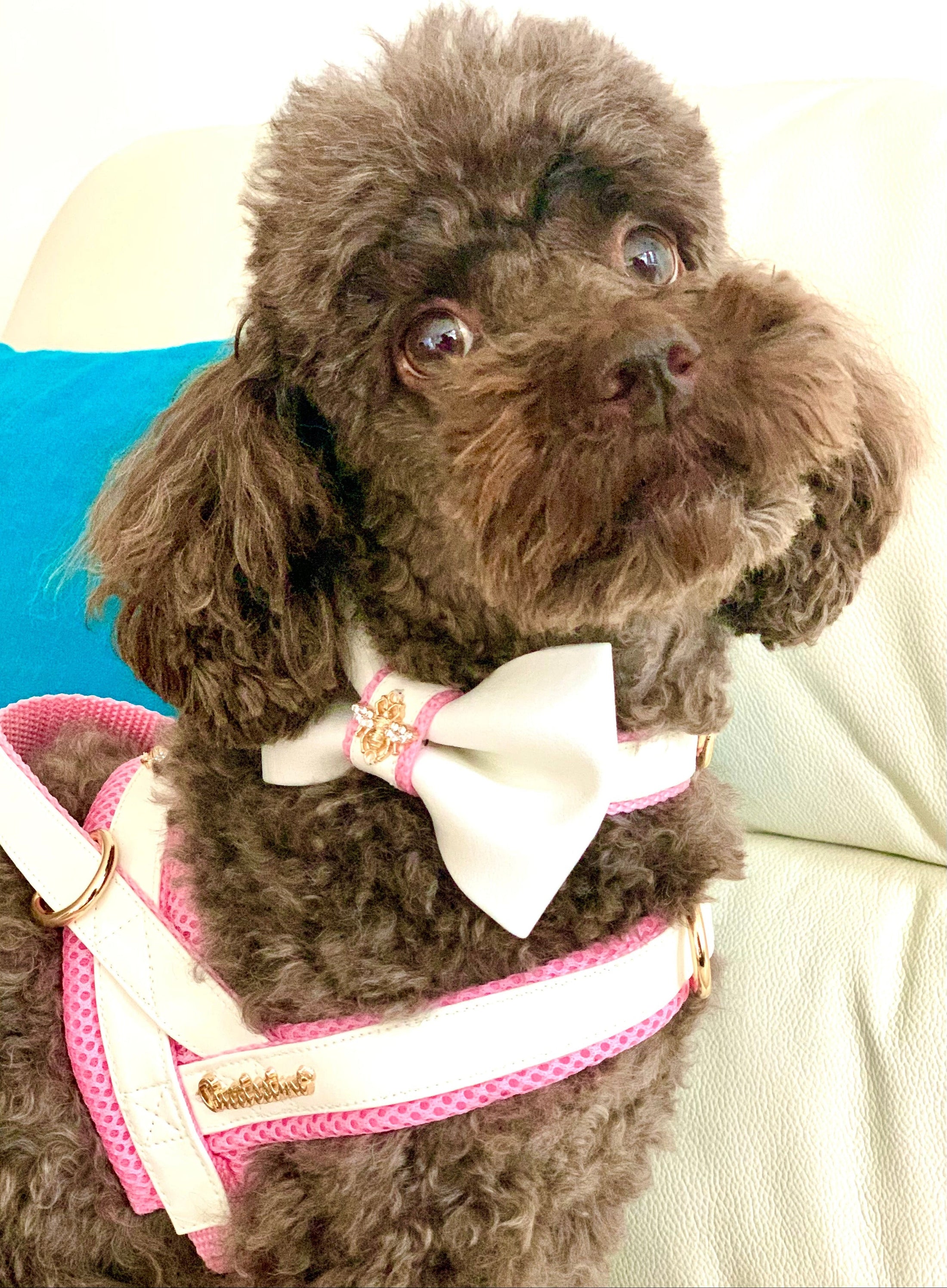 My Baby Girl One-Click Dog Harness