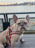 Load image into Gallery viewer, Collette Collar
