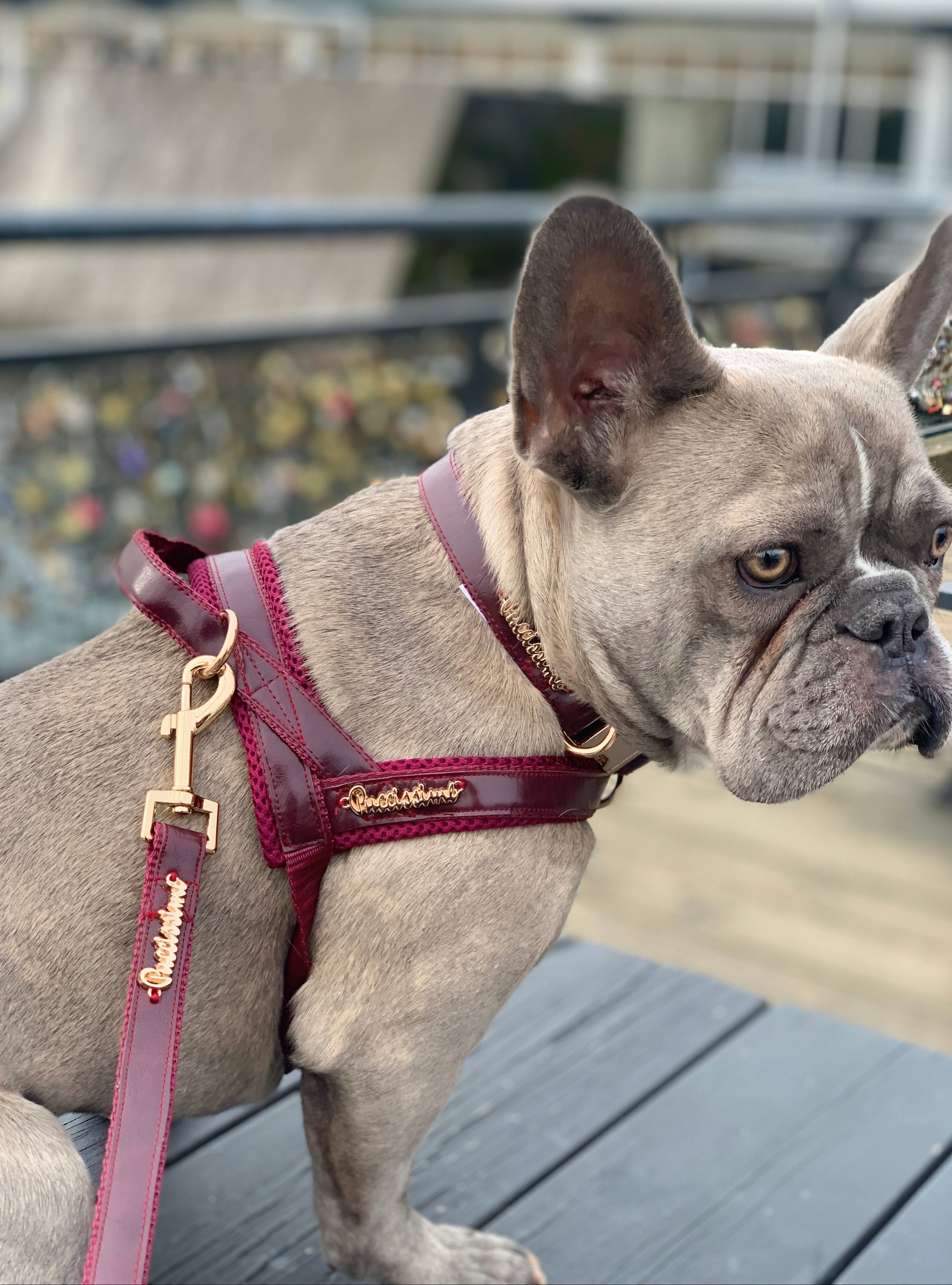 Red Wine One-Click Harness