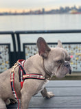 Load image into Gallery viewer, Collette Leash
