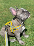 Load image into Gallery viewer, Morning Mist One-Click Dog Harness
