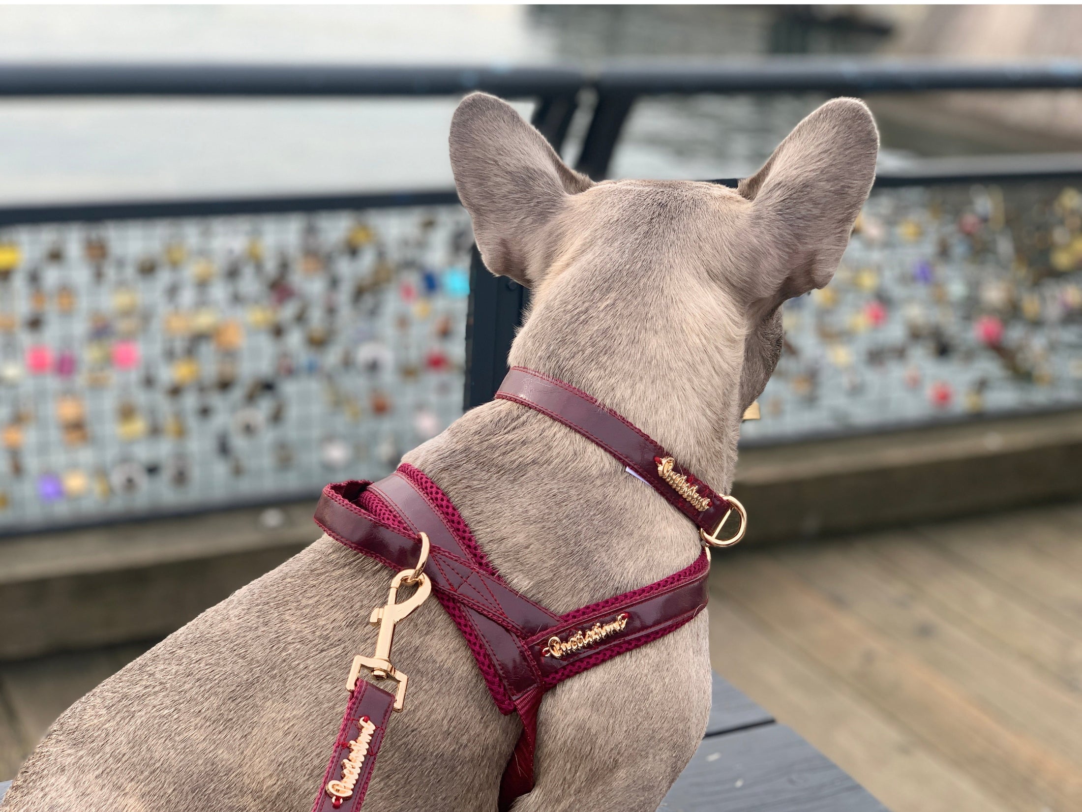Red Wine Collar