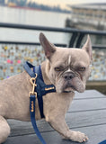 Load image into Gallery viewer, Neptune Leash
