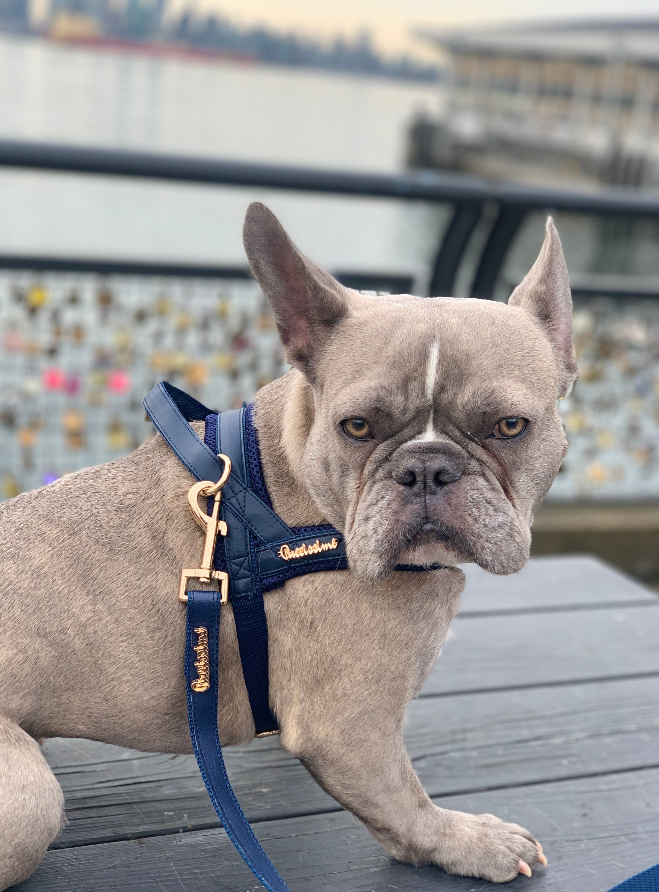 Neptune Leash