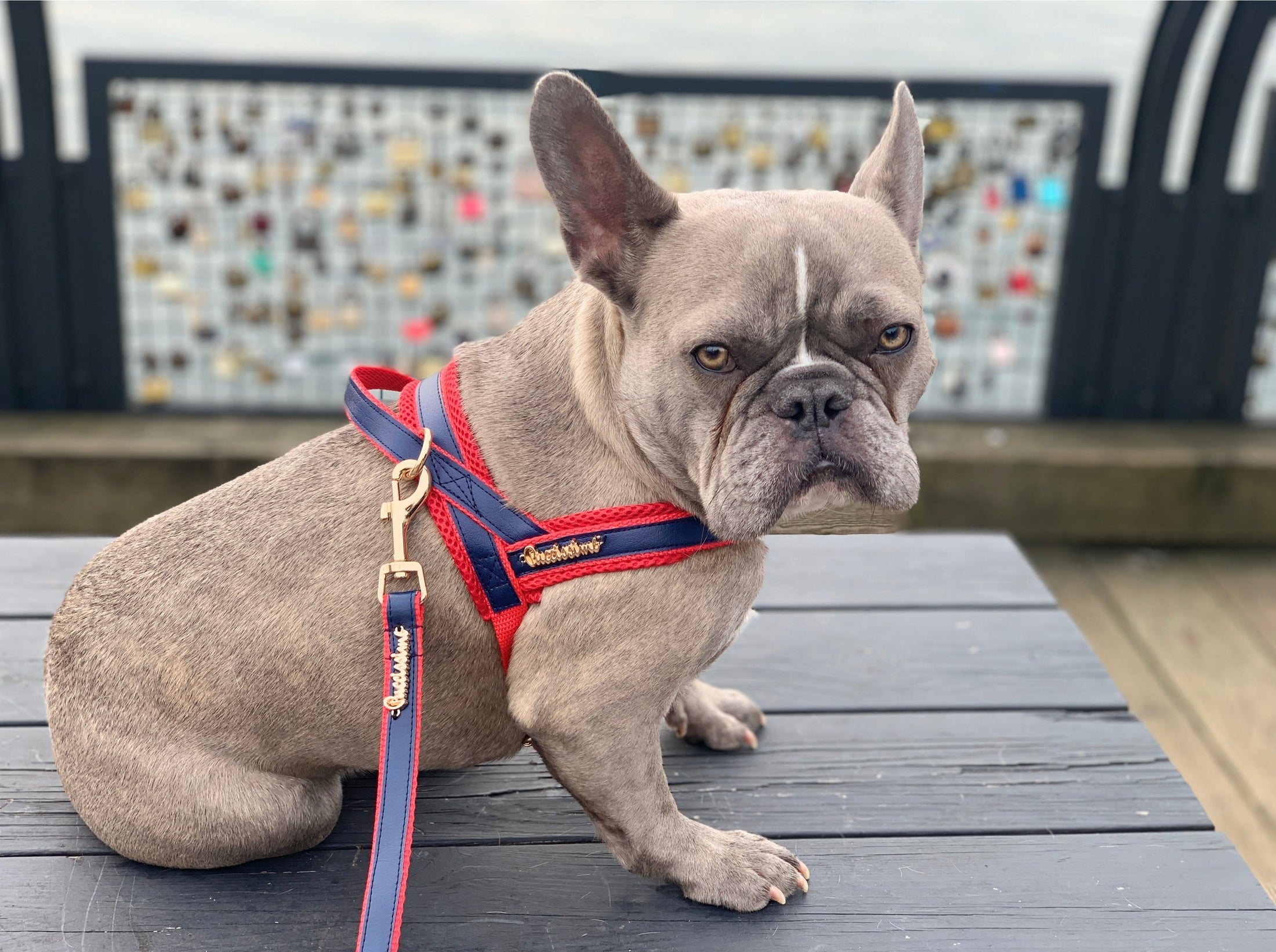 Cardinal Leash