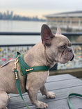 Load image into Gallery viewer, Jade Collar, Leash & Bow Tie Set
