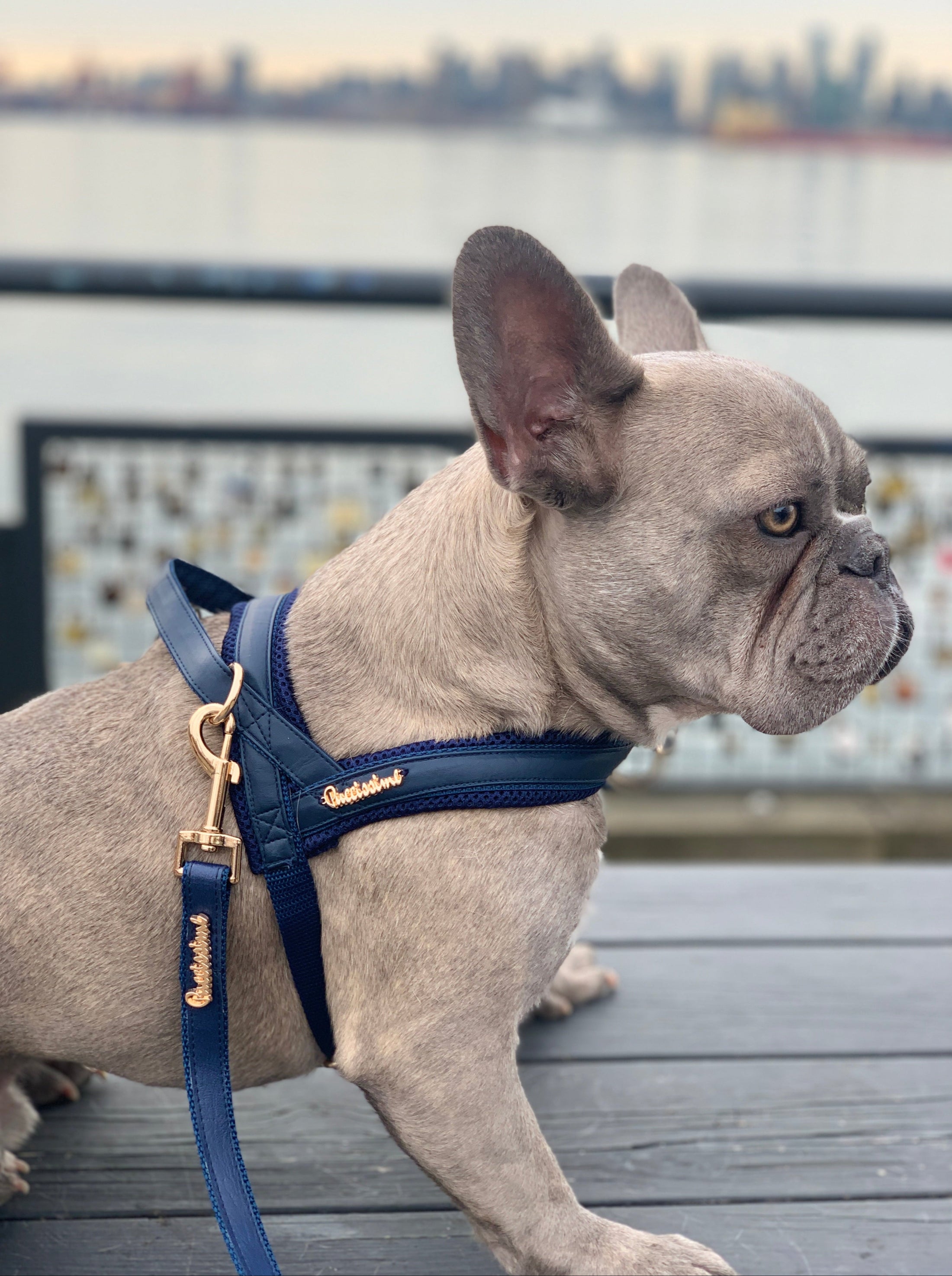 Neptune One-Click Dog Harness