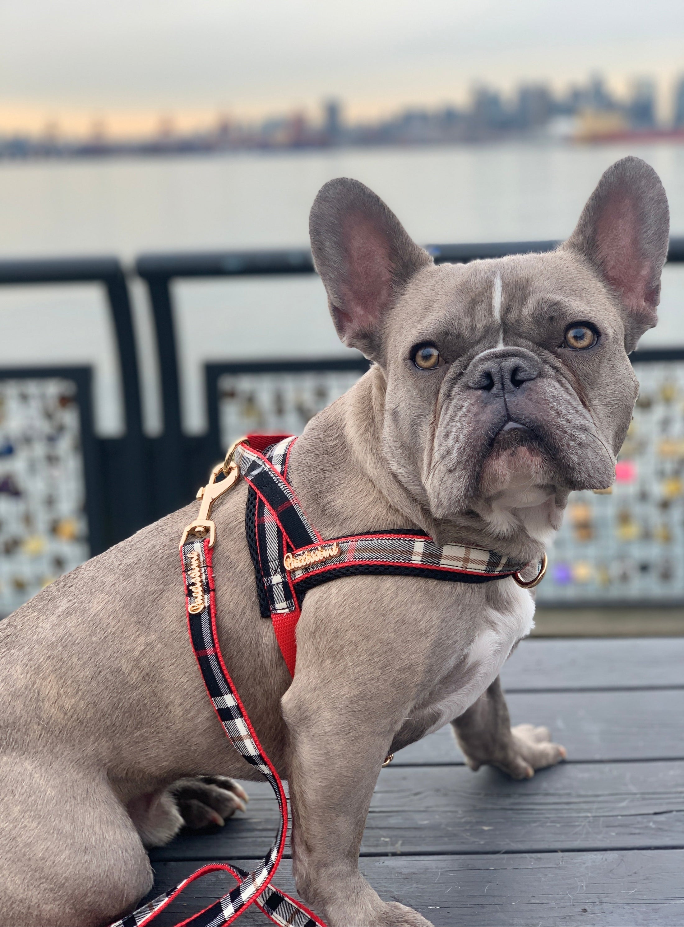 Collette Collar, Leash & Bow Tie Set